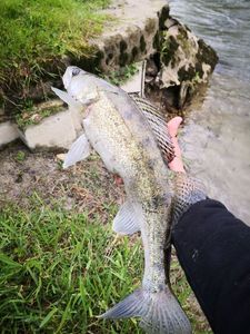 Zander