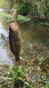 Largemouth Bass