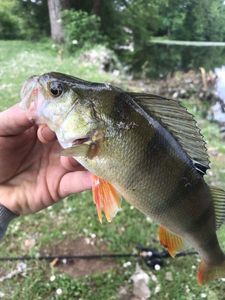 European Perch
