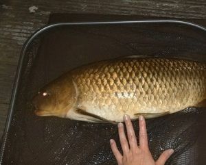 Common Carp