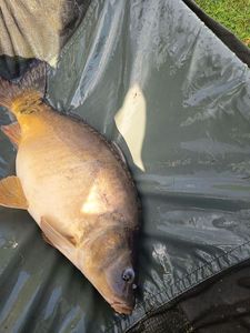 Mirror Carp