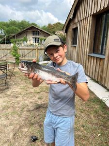 Rainbow Trout