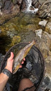 Brown Trout