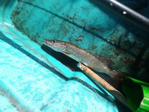 European Perch