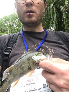 European Perch