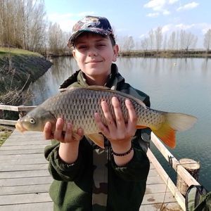 Common Carp