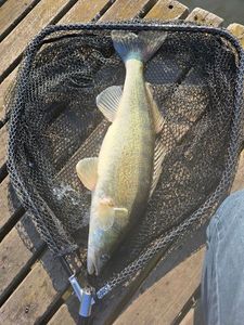 Zander