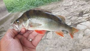 European Perch