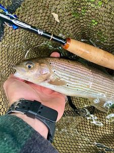 Grayling