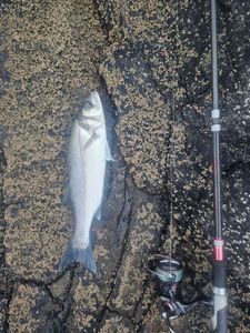 European Bass (Seabass)