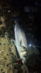 European Bass (Seabass)