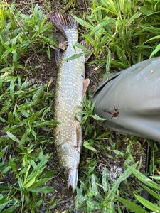 Northern Pike
