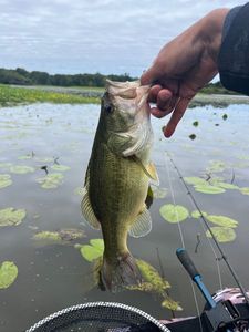 Largemouth Bass