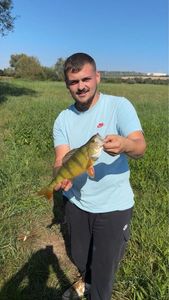 European Perch