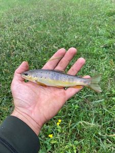 Brown Trout