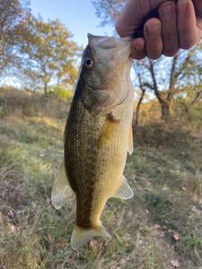 Largemouth Bass