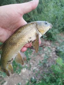 Barbel