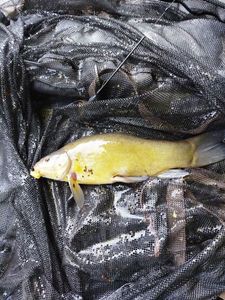 Tench