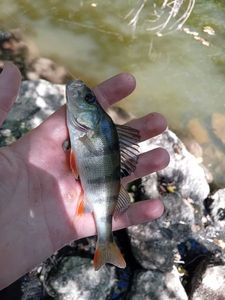European Perch