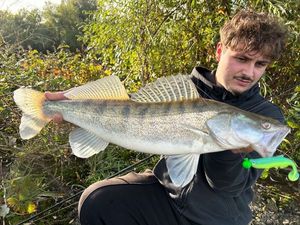 Zander