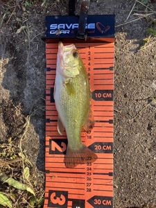 Largemouth Bass