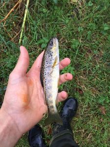Brown Trout
