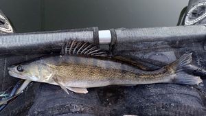 Zander