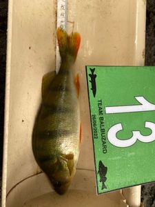 European Perch