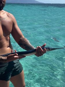 Garfish