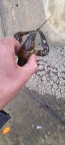 Noble Crayfish