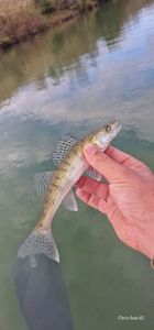 Zander