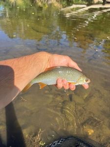 Roach