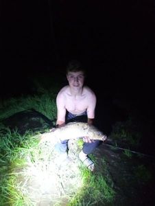Common Carp