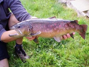 Brown Trout