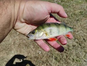 European Perch