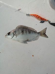 Black Seabream