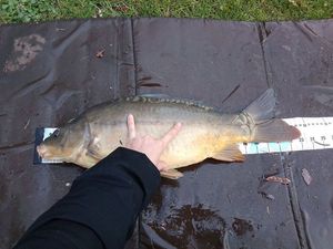 Mirror Carp