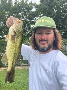Largemouth Bass