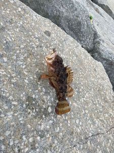 Brown Scorpionfish