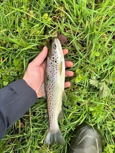 Sea Trout