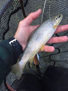 Brown Trout