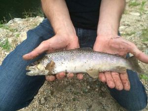 Brown Trout