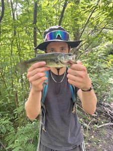 Smallmouth Bass