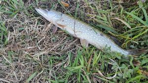 Northern Pike
