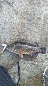 Ballan Wrasse
