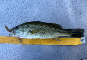 Black Bass (Achigan à Grande Bouche)