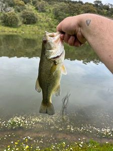 Largemouth Bass