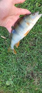 European Perch