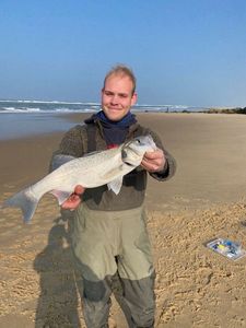 European Bass (Seabass)