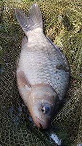 Crucian Carp